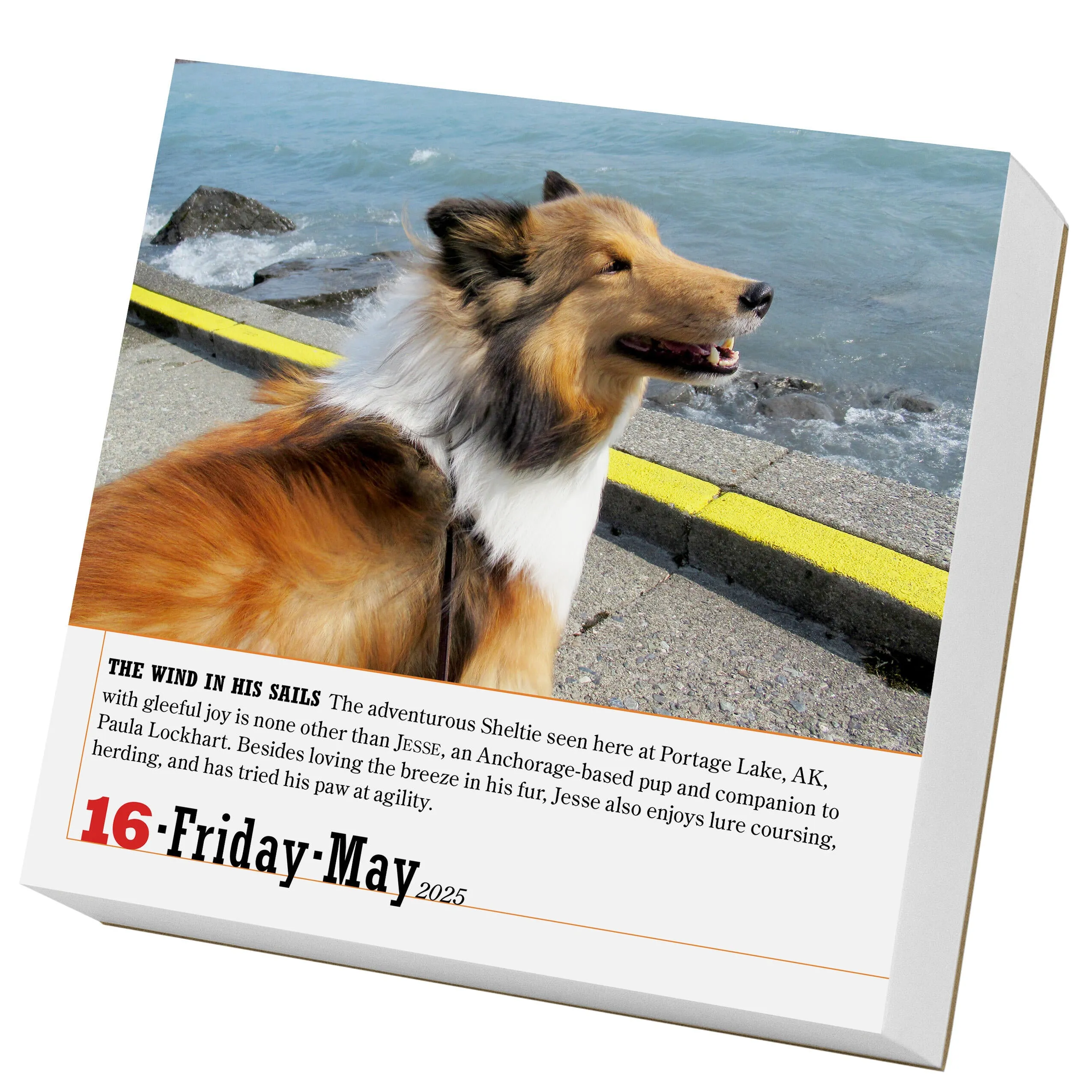 2025 365 Dogs Page-A-Day Calendar