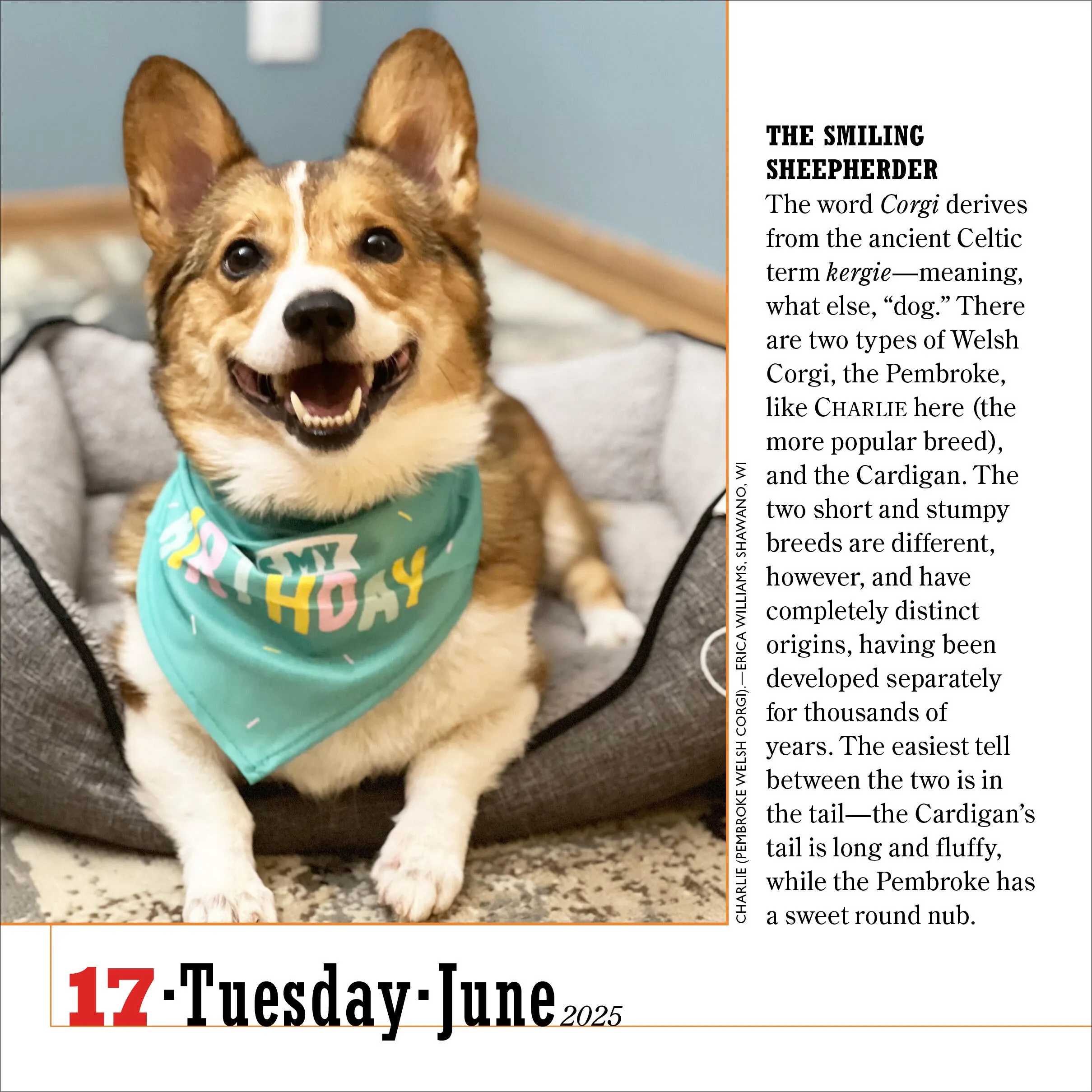 2025 365 Dogs Page-A-Day Calendar