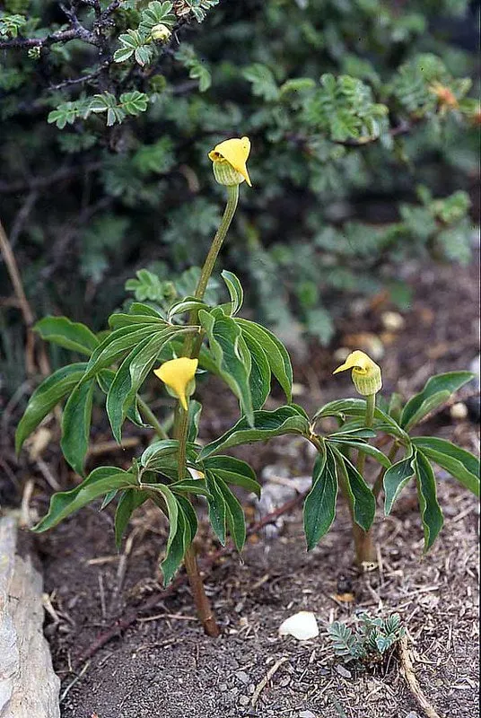 Yellow Cobra Lily Arisaema flavum 10 Seeds  USA Company