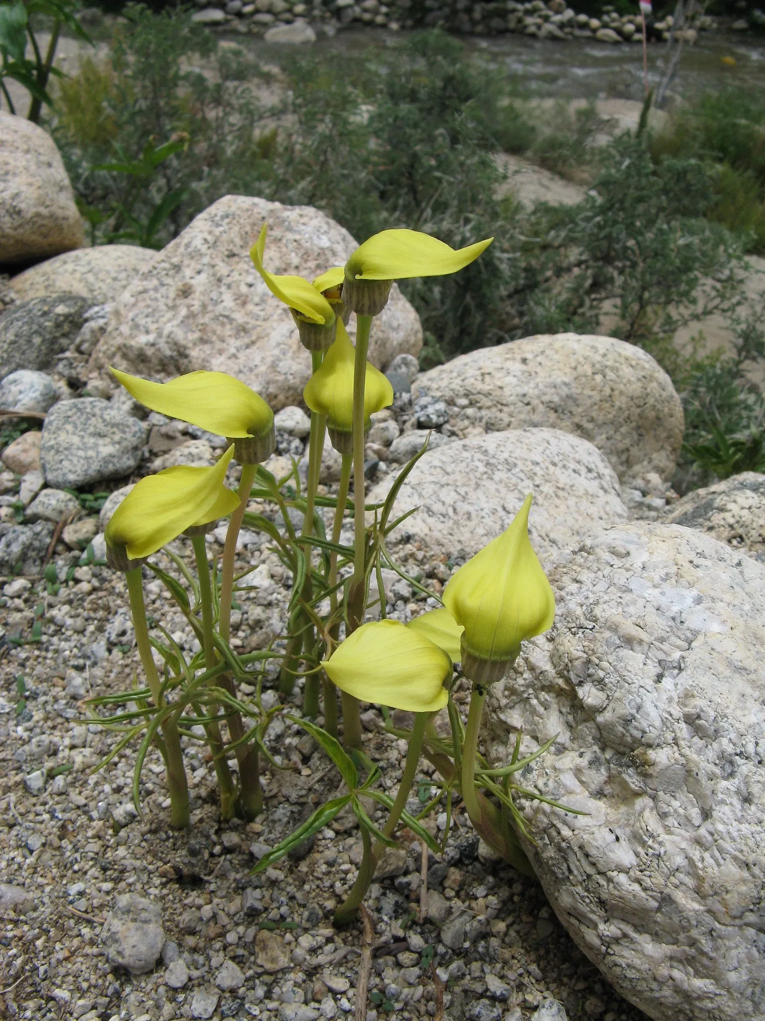 Yellow Cobra Lily Arisaema flavum 10 Seeds  USA Company