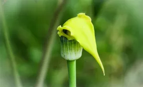 Yellow Cobra Lily Arisaema flavum 10 Seeds  USA Company