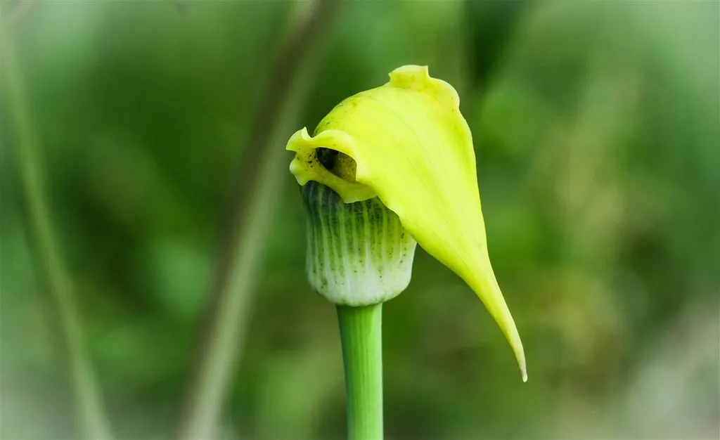 Yellow Cobra Lily Arisaema flavum 10 Seeds  USA Company